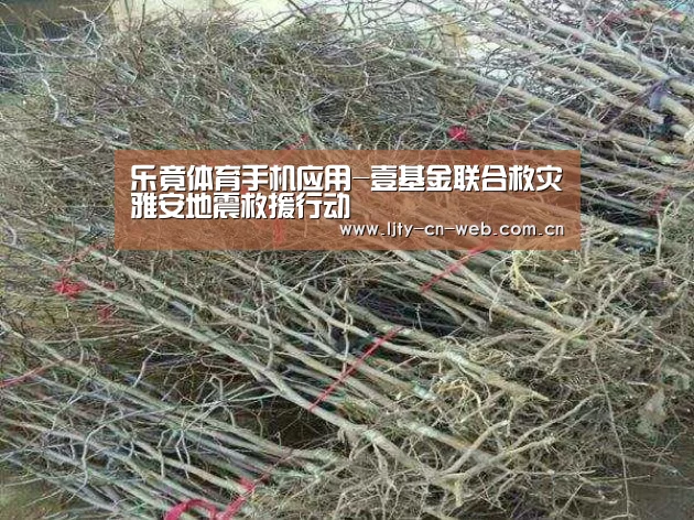  乐竟体育手机应用
